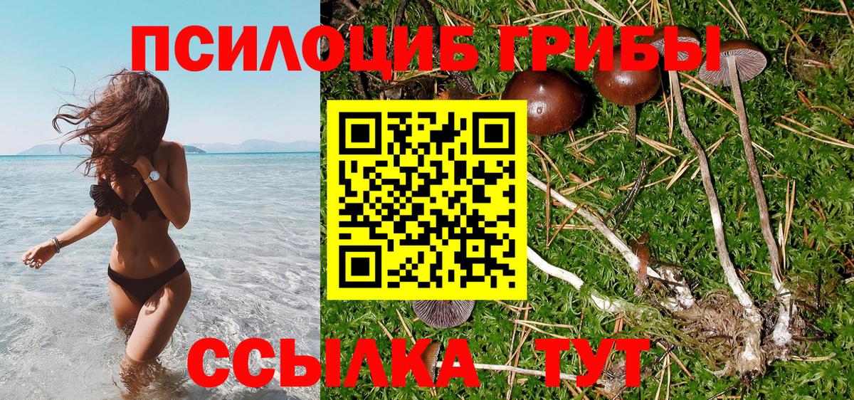 Псилоцибиновые грибы Psilocybe Кудымкар